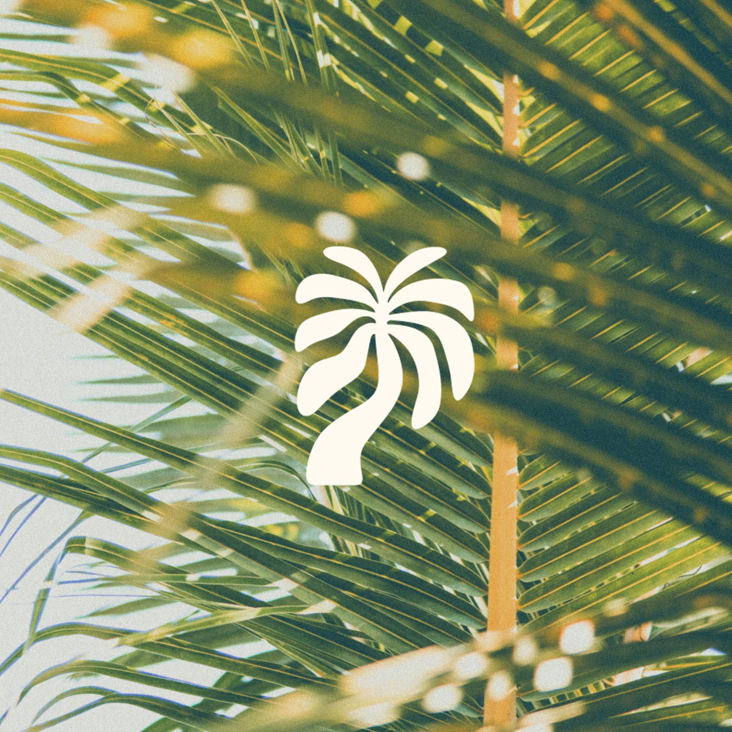 Coco Loco Logo of a palmtree in the middle and in the background closeup of Palmtree